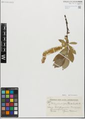 Foto von Salix glandulifera Flod. x Salix lanata L.